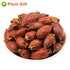Plant Gift 3.52oz/100g Dried Gardenia Fruit/Cape jasmine/Natural Herb Tea/Gardenia jasminoides Ellis/ Chinese Herbal