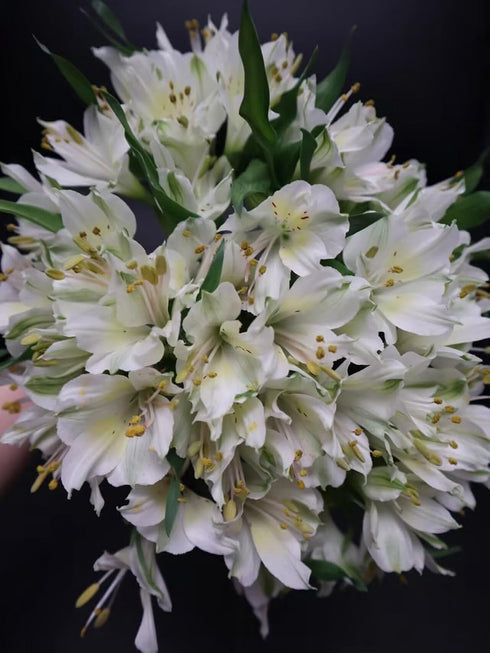 Cassiolina 10 Stems Fresh Alstroemeria Flowers Peruvian Lily Bouquet Mixed Color Stems Long Lasting Fresh Flowers