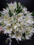 Cassiolina 10 Stems Fresh Alstroemeria Flowers Peruvian Lily Bouquet Mixed Color Stems Long Lasting Fresh Flowers