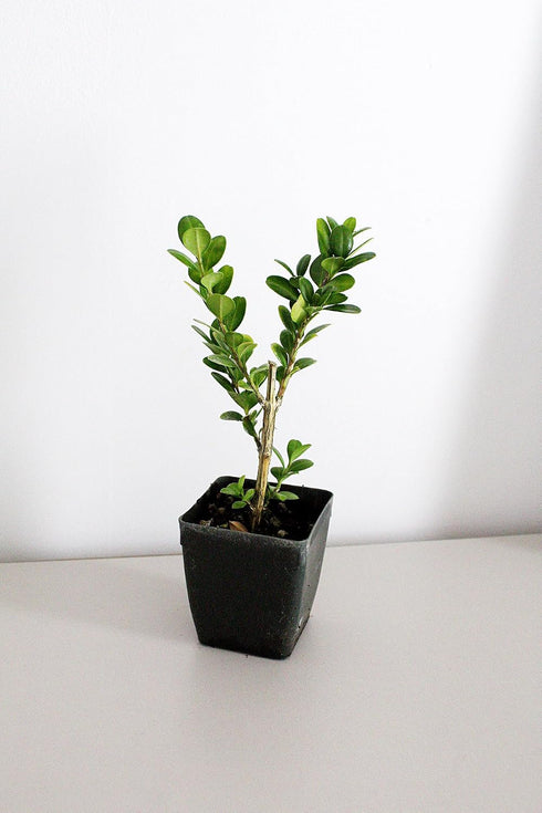 Generic 2 Bonsai Starter Plant, Japanese Boxwood Topiary, Evergreen Shade Plant, in Pot