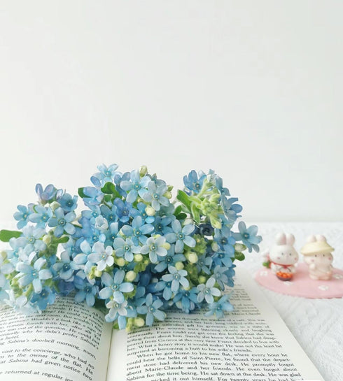 10 Stems of Fresh Blue Tweedia for DIY Floral Arrangements - Perfect for Weddings and Anniversaries