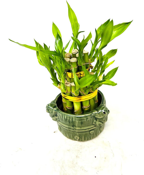 JM BAMBOO 3'' Two-Tiered Lucky Bamboo Arrangement 'Frogs Decor Vase'