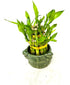 JM BAMBOO 3'' Two-Tiered Lucky Bamboo Arrangement 'Frogs Decor Vase'