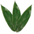 Leaf Bamboo 100 Pcs Cooking Bamboo Leaf for Zongzi, 4 * 14'' Banana Leaf Substitutes for Making Chinese Snacks