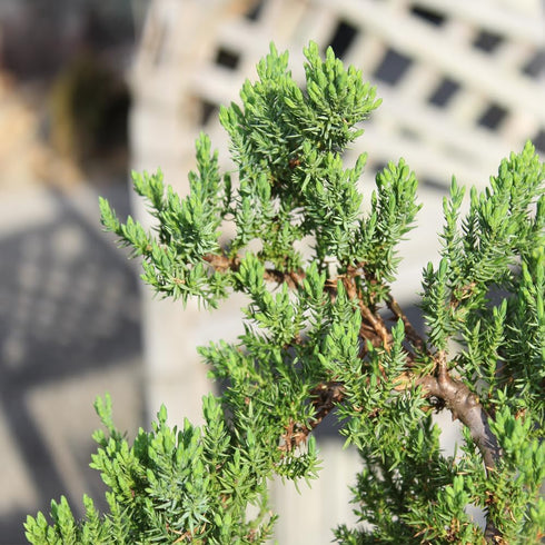 5 6 10 Inches Brussel's Bonsai Live Green Mound Juniper Bonsai Tree - Medium, Year, to - Outdoor Bonsai Tree Live