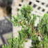 5 6 10 Inches Brussel's Bonsai Live Green Mound Juniper Bonsai Tree - Medium, Year, to - Outdoor Bonsai Tree Live