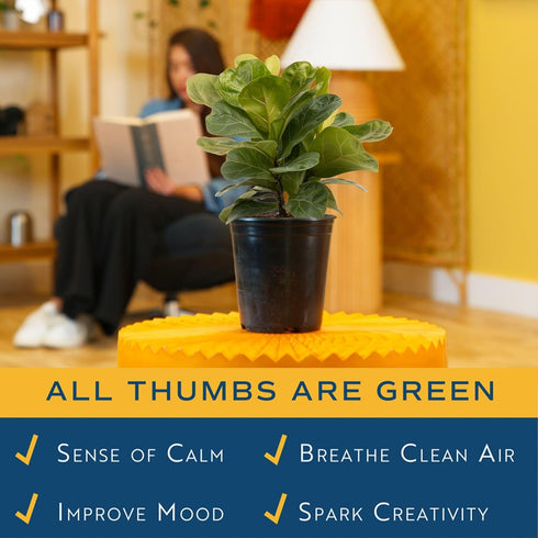 1 Costa Farms Little Fiddle Leaf Fig, Live Indoor Ficus Lyrata Plant in Nursery Plant Pot, Houseplant in Potting Soil
