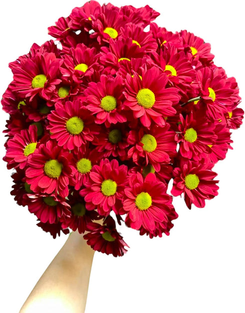 20 Fresh Red Daisy Cut Flowers | Florist-Selected Stems | Ideal for Bouquets, Birthdays Home Dcor | Bright Vibrant