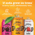 (Multipack, 12ct, 144 oz) Culture Pop Soda, Noah Kahan's Sparkling Black Cherry, Probiotic Low Sugar Soda, Sparkling
