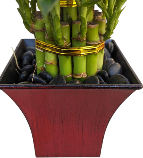 Generic 2 6" 4" Live Lucky Bamboo Plant in Red Vase, Tiers, and Stalks