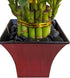 Generic 2 6" 4" Live Lucky Bamboo Plant in Red Vase, Tiers, and Stalks