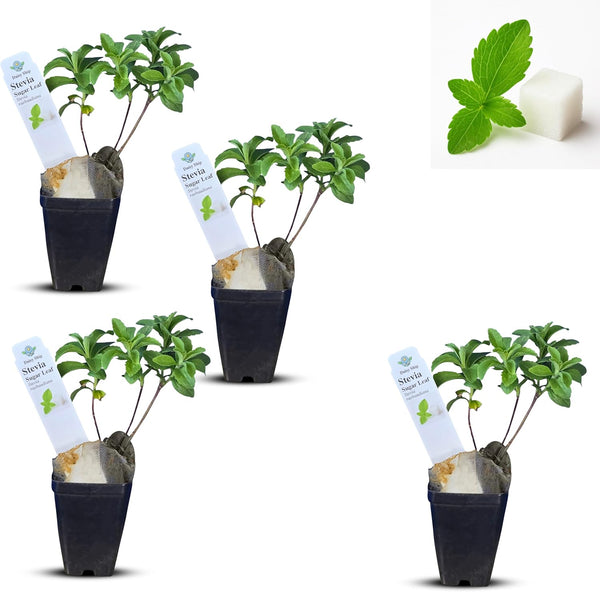 Natural Herbal Live Zero Calorie Sugar Replacement. Stevia Plants. Sweet Leaf, Sugar