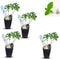 Natural Herbal Live Zero Calorie Sugar Replacement. Stevia Plants. Sweet Leaf, Sugar