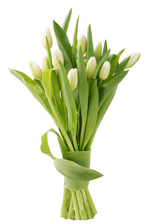 KaBloom PRIME NEXT DAY DELIVERY - Bouquet of Fresh White Tulips| Fresh