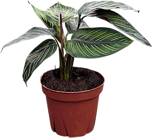 Calathea Beauty Star Live Plant in 4" Pot Prayer Plant Indoor Houseplant,
