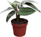 Calathea Beauty Star Live Plant in 4" Pot Prayer Plant Indoor Houseplant,