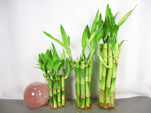 Betterdecor - 30 Stalks of Straight Lucky Bamboo (4"x10 Pcs+6'x10 Pcs+8"x10 Pcs)