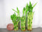 Betterdecor - 30 Stalks of Straight Lucky Bamboo (4"x10 Pcs+6'x10 Pcs+8"x10 Pcs)