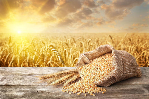 10 Food to Live Organic Whole Wheat Couscous, Ounces Non-GMO, Kosher, Raw, Vegan, Bulk