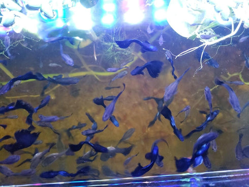 Generic 1 2 Pair Blue Moscow Live Guppy Fish VIP Grade A + Free Yellow Back Shrimp