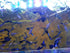 Generic 1 2 Pair Blue Moscow Live Guppy Fish VIP Grade A + Free Yellow Back Shrimp