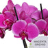 5" Green Circle Growers Magenta Orchid in Terrazzo Pink Planter, Live Plant Proud of You
