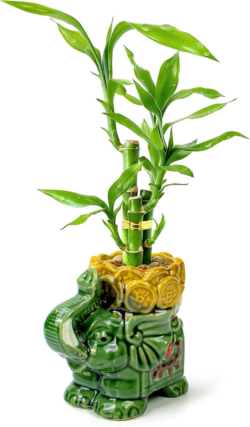 Lucky Bamboo 3-Stalk Set with Pebbles in Elephant Coin Plate Pot 6''