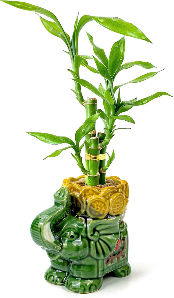 Lucky Bamboo 3-Stalk Set with Pebbles in Elephant Coin Plate Pot 6''