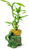 Lucky Bamboo 3-Stalk Set with Pebbles in Elephant Coin Plate Pot 6''