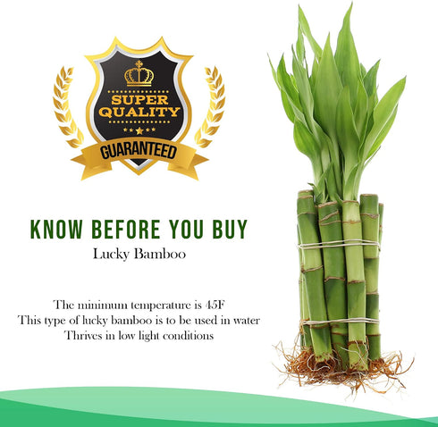 4" Live Lucky Bamboo Single Stalk with Round Red Planter - Indoor House Plant for Good Luck, Fortune, Feng Shui and Zen