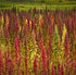 5 LB) Organic Whole Grain Royal Quinoa Red no-GMO Gluten Free Bulk (Red