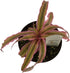 Generic 4"" FlowerPotNursery Earth Star Bromeliad Pink Cryptanthus bivittatus Pot