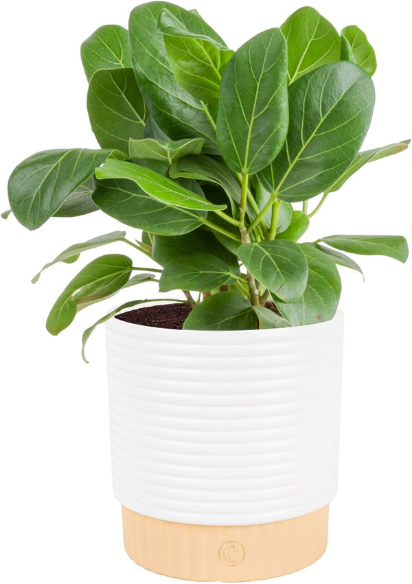 Costa Farms Ficus Audrey Live Plant in Decorative Pot, Indoor Houseplant, Perfect