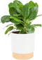 Costa Farms Ficus Audrey Live Plant in Decorative Pot, Indoor Houseplant, Perfect