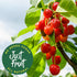 SUNPIK'T 7 oz SUNPIKT Dried Cherries Unsweetened, No Sugar Added, No Preservatives or Sulfites, All-Natural Vegan