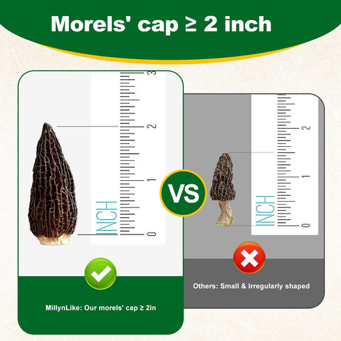 Trimmed (2+ Inches) 2oz Grade100% MillynLike Dried Morel Mushrooms Stems & Large Caps | Gourmet Morchella Conica