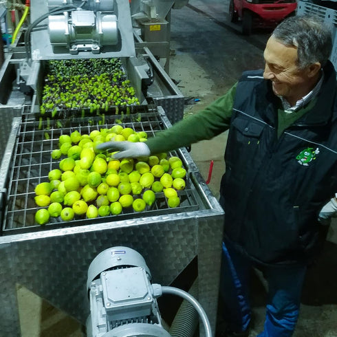 Galbasa 16.9 oz - Organic Lemon Oil from Sicily, Italy - First Cold Pressed Extra Virgin Olive Oil and Fresh Lemons