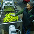 Galbasa 16.9 oz - Organic Lemon Oil from Sicily, Italy - First Cold Pressed Extra Virgin Olive Oil and Fresh Lemons