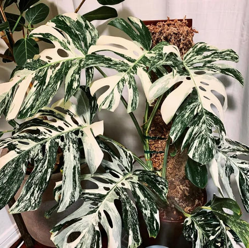 Philodendron Plant Live, Rare Tropical Variegated Live Indoor Houseplant, Starter Plants No