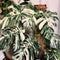 Philodendron Plant Live, Rare Tropical Variegated Live Indoor Houseplant, Starter Plants No