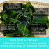 16oz Oceans Balance Organic Wakame Flakes - Maine Coast Seaweed - Atlantic Ocean Sea Vegetables, Perfect for Keto Diet