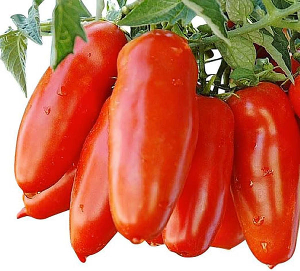 San Marzano Tomato Seeds - For Growing Delicious Tomatoes for Sauces, Paste,