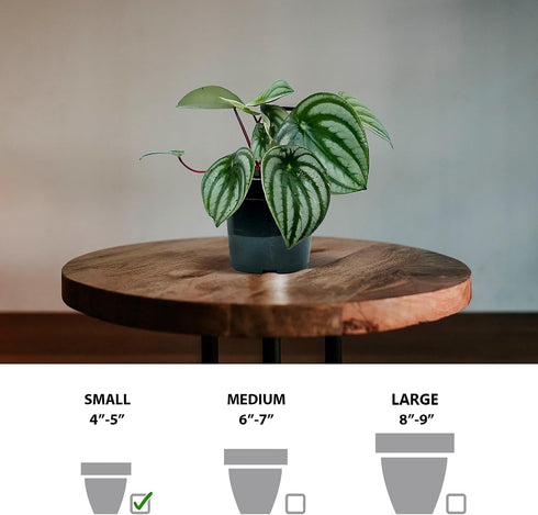 4" Live Peperomia Watermelon, Peperomia Argyreia, Fully Rooted Houseplant, Housewarming Couples Gift for The First