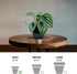 4" Live Peperomia Watermelon, Peperomia Argyreia, Fully Rooted Houseplant, Housewarming Couples Gift for The First