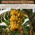 Pack (16 OZ Organic Sun Dried Banana Snacks - Natural Fruit Leather No Sugar Added - No Preservatives - Unsulfured