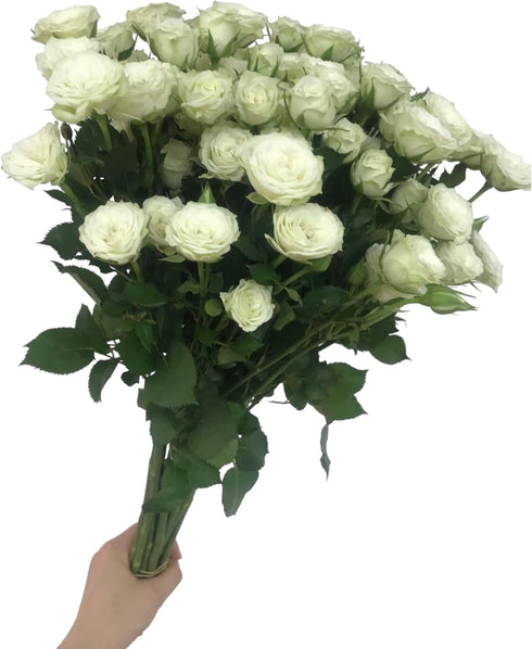 18 Stems White Spray Roses Fresh Cut Flowers White Mini Roses Florist Selected Multi Bloom Stems for Bouquets Weddings