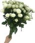 18 Stems White Spray Roses Fresh Cut Flowers White Mini Roses Florist Selected Multi Bloom Stems for Bouquets Weddings