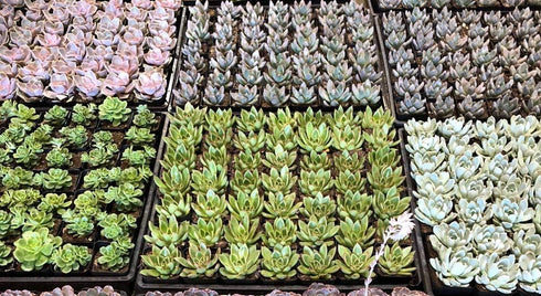 Athena's Garden Set 3 2" 3" A of Live Succulents in White Square Pots Each Supported with Natural Polished River Rocks