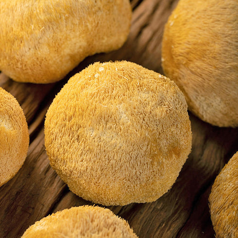 HOLFLYING 2.8 oz, Dried Whole Lion's Mane Mushroom - All-Natural Lion's Mane for Cooking, Soup, Tea and Vegan Recipes