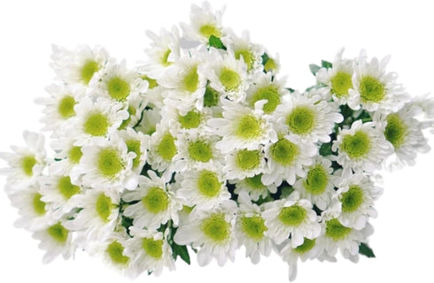 20 Stems Fresh White Daisies Flowers Good Maintenance Long Flowering Hydroponic Flower Arrangement Gifts For Home
